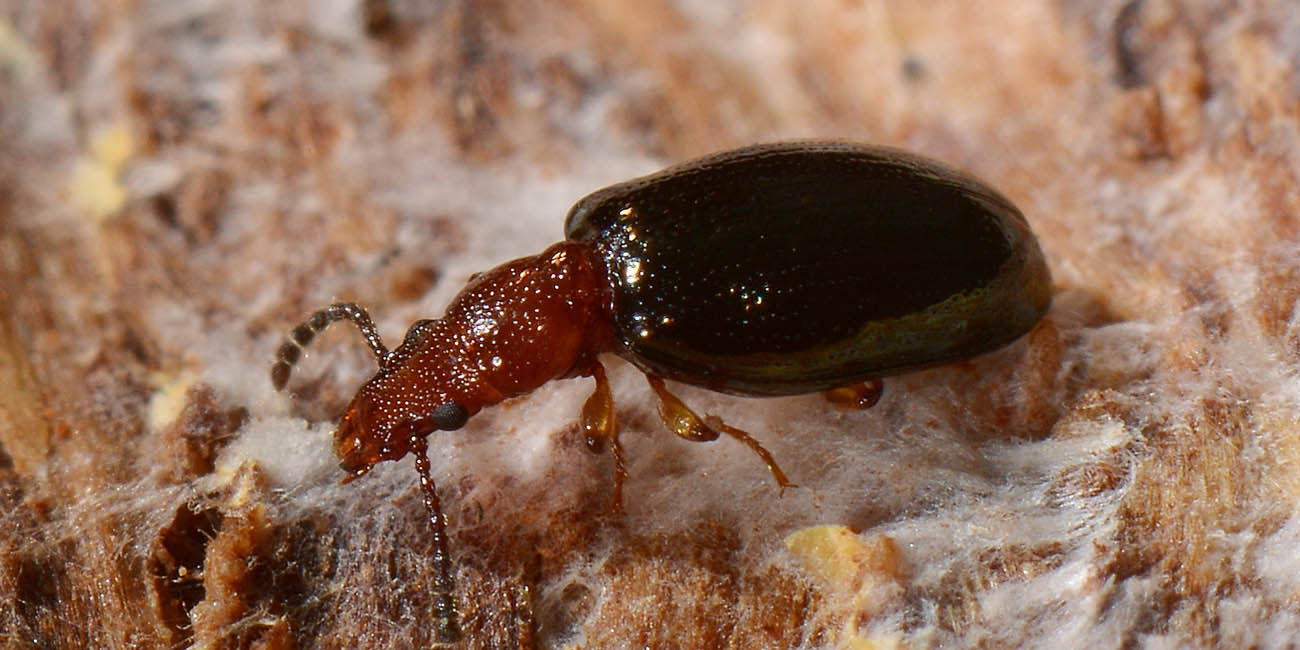 Salpingidae:   Vincenzellus ruficollis